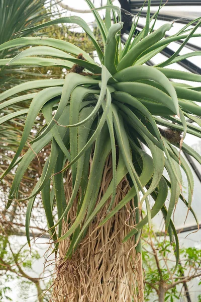 Zurich Switzerland May 2023 Tilt Head Aloe Tree Aloe Speciosa — Stock Photo, Image