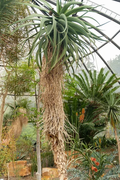 Zurigo Svizzera Maggio 2023 Aloe Tree Tilt Head Aloe Speciosa — Foto Stock