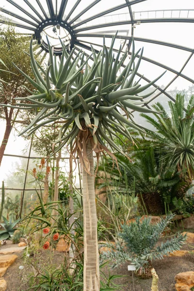 Curych Švýcarsko Května 2023 Toulce Nebo Aloe Dichotoma Botanické Zahradě — Stock fotografie