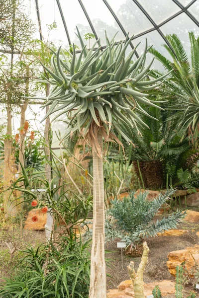 Curych Švýcarsko Května 2023 Toulce Nebo Aloe Dichotoma Botanické Zahradě — Stock fotografie