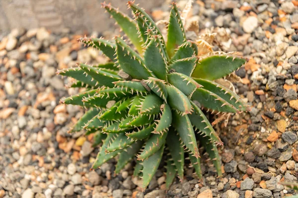 ตเซอร แลนด พฤษภาคม 2023 นใบว านหางจระเข Aloe Brevifolia สวนพฤกษศาสตร — ภาพถ่ายสต็อก