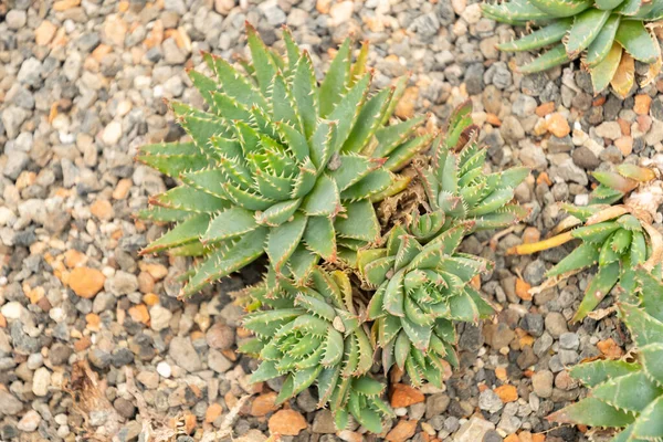 Zürih Sviçre Mayıs 2023 Botanik Bahçesindeki Aloe Brevifolia Bitkisi — Stok fotoğraf