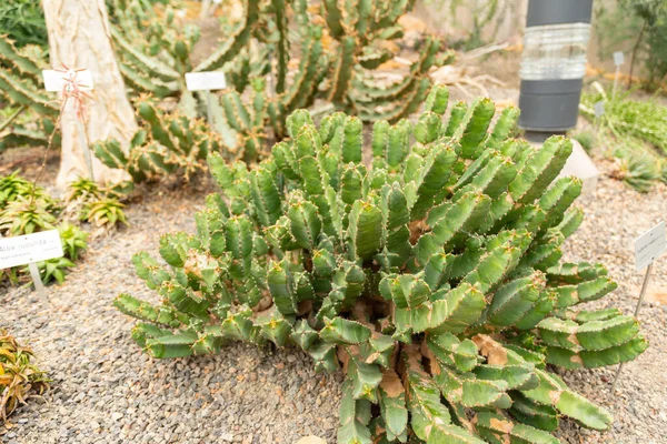 Zürih Sviçre Mayıs 2023 Resin Spurge Veya Botanik Bahçesindeki Euphorbia — Stok fotoğraf