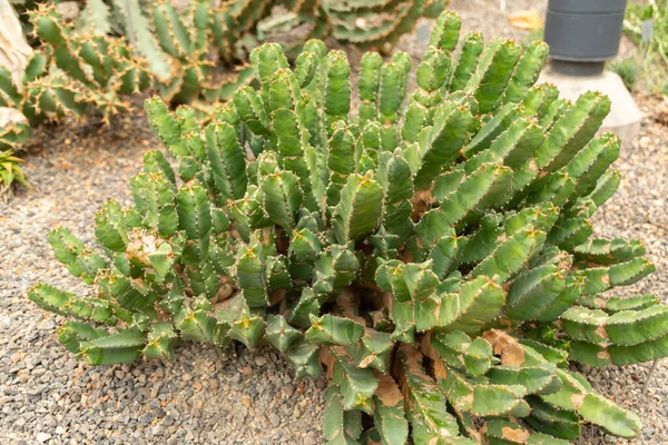 Zürih Sviçre Mayıs 2023 Resin Spurge Veya Botanik Bahçesindeki Euphorbia — Stok fotoğraf