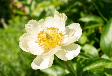 Zürih, İsviçre, 22 Mayıs 2023 Çin bitkisel şakayığı veya botanik bahçesindeki Paeonia Lactiflora bitkisi