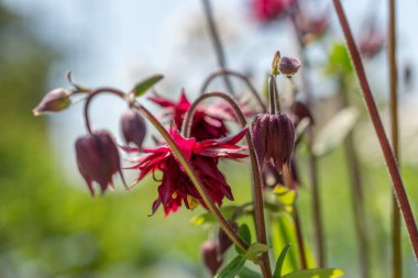 Zürih, İsviçre, 22 Mayıs 2023 Botanik Bahçesindeki Aquilegia Vulgaris