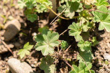 Zürih, İsviçre, 22 Mayıs 2023 Dwarfs lady 's mantosu veya botanik bahçesindeki Alchemilla Erythropoda bitkisi