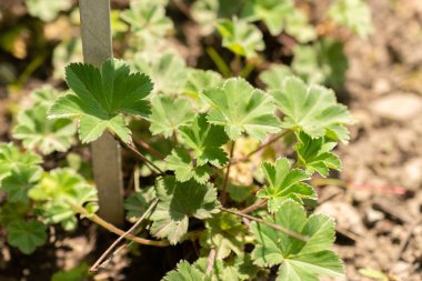 Zürih, İsviçre, 22 Mayıs 2023 Dwarfs lady 's mantosu veya botanik bahçesindeki Alchemilla Erythropoda bitkisi