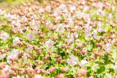 Zürih, İsviçre, 22 Mayıs 2023 Geranium X Cantabrigiense çiçeği botanik bahçesinde