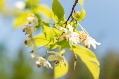 Zürih, İsviçre, 22 Mayıs 2023 Jacktree çiçeği veya botanik bahçesindeki Sinojackia Xylocarpa