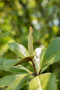 Zürih, İsviçre, 22 Mayıs 2023 Boğa Körfezi ağacı veya botanik bahçesindeki Magnolia Grandiflora