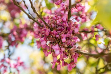 Zürih, İsviçre, 22 Mayıs 2023 Judas ağacı veya botanik bahçesindeki Cercis Siliquastrum ağacı