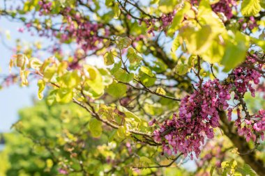 Zürih, İsviçre, 22 Mayıs 2023 Judas ağacı veya botanik bahçesindeki Cercis Siliquastrum ağacı