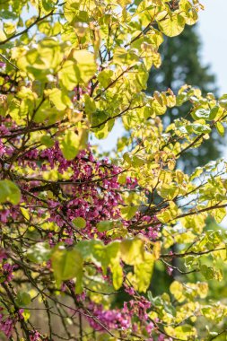 Zürih, İsviçre, 22 Mayıs 2023 Judas ağacı veya botanik bahçesindeki Cercis Siliquastrum ağacı