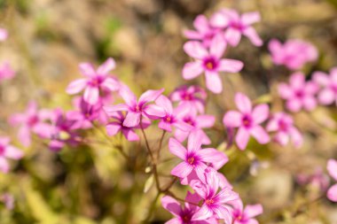 Zürih, İsviçre, 22 Mayıs 2023 Pembe kuş çiçeği veya botanik bahçesindeki Oxalis Articulata