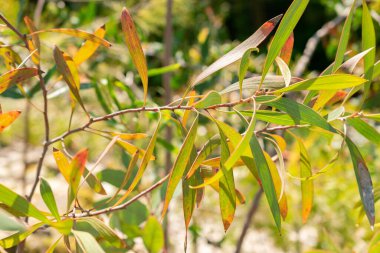 Zürih, İsviçre, 22 Mayıs 2023 Bell, botanik bahçesindeki Okaliptüs Preissiana bitkisini meyvesini verdi.
