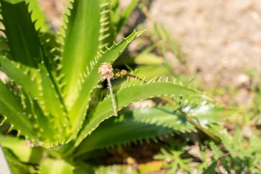 Zürih, İsviçre, 22 Mayıs 2023 Eryngium Agavifolium bitkisi botanik bahçesinde.
