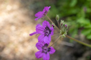Zürih, İsviçre, 22 Mayıs 2023 Erodium Carvifolium çiçeği botanik bahçesinde