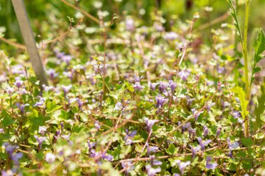 Zürih, İsviçre, 22 Mayıs 2023 Ivy botanik bahçesine toadflax çiçeği veya Cymbalaria Mularis bıraktı.