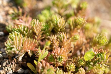 Zürih, İsviçre, 22 Mayıs 2023 İspanyol taş fabrikası veya botanik bahçesindeki Sedum Hispanicum