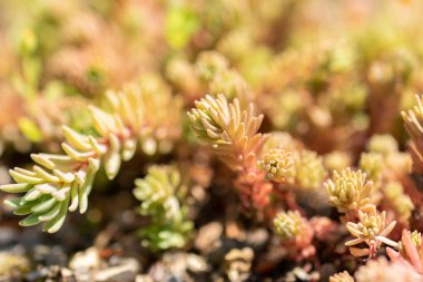 Zürih, İsviçre, 22 Mayıs 2023 İspanyol taş fabrikası veya botanik bahçesindeki Sedum Hispanicum