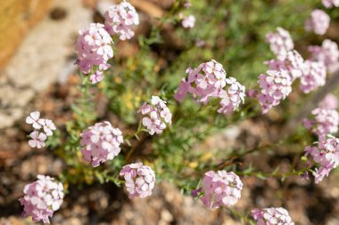 Zürih, İsviçre, 22 Mayıs 2023 Rock Cress veya Pers şekerleme veya botanik bahçesindeki Aethionema Armenum