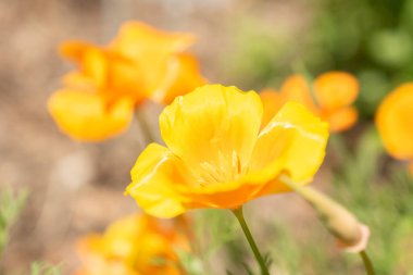 Zürih, İsviçre, 22 Mayıs 2023 Altın gelincik çiçeği veya botanik bahçesindeki Escholzia Californica