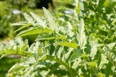 Zürih, İsviçre, 22 Mayıs 2023 Artichoke devedikeni veya Cynara Cardunculus bitkisi botanik bahçesinde