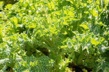 Zürih, İsviçre, 22 Mayıs 2023 Mary devedikeni veya Silybum Marianum bitkisi botanik bahçesinde