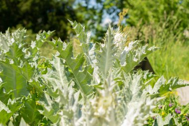 Zürih, İsviçre, 22 Mayıs 2023 İskoç devedikeni veya botanik bahçesindeki Onopordum Acanthium bitkisi