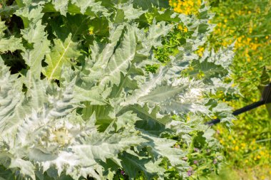 Zürih, İsviçre, 22 Mayıs 2023 İskoç devedikeni veya botanik bahçesindeki Onopordum Acanthium bitkisi