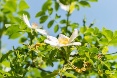 Zürih, İsviçre, 22 Mayıs 2023 Köpek botanik bahçesinde gül veya Rosa Canina