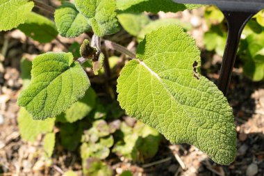 Zürih, İsviçre, 22 Mayıs 2023 Salvia botanik bahçesinden ayrılıyor