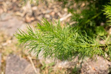 Zürih, İsviçre, 22 Mayıs 2023 Sülün gözü veya botanik bahçesindeki Adonis Vernalis bitkisi.