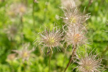 Zürih, İsviçre, 22 Mayıs 2023 Anemone Pulsatilla Vulgaris bitkisi botanik bahçesinde.