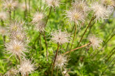 Zürih, İsviçre, 22 Mayıs 2023 Anemone Pulsatilla Vulgaris bitkisi botanik bahçesinde.