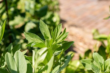 Zürih, İsviçre, 22 Mayıs 2023 Faba fasulyesi veya botanik bahçesindeki Vicia Faba