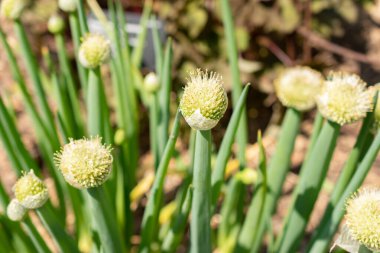 Zürih, İsviçre, 22 Mayıs 2023 Botanik bahçesinde soğan ya da Allium Fistulosum Bunching