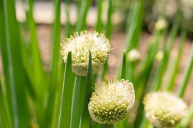 Zürih, İsviçre, 22 Mayıs 2023 Botanik bahçesinde soğan ya da Allium Fistulosum Bunching