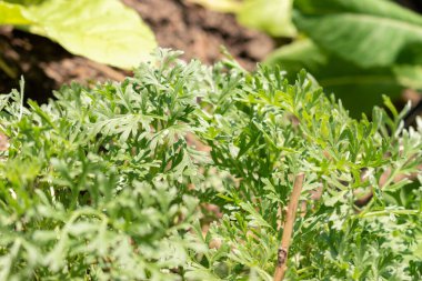 Zürih, İsviçre, 22 Mayıs 2023 Botanik Bahçesindeki Artemisia Absinthium