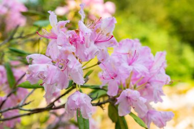 Zürih, İsviçre, 22 Mayıs 2023 Smirnow Rhododendron veya botanik bahçesindeki Rhododendron Smirnowii ağacı