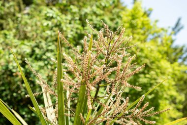 Zürih, İsviçre, 22 Mayıs 2023 lahana palmiyesi veya botanik bahçesindeki Cordyline Australis bitkisi