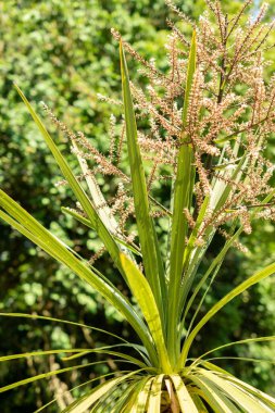 Zürih, İsviçre, 22 Mayıs 2023 lahana palmiyesi veya botanik bahçesindeki Cordyline Australis bitkisi