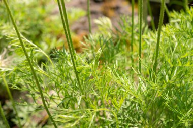 Zürih, İsviçre, 22 Mayıs 2023 Pulsatilla Montana veya Pasque çiçeği botanik bahçesinde