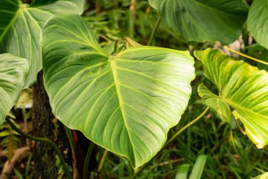 Zürih, İsviçre, 22 Mayıs 2023 Botanik bahçesindeki egzotik ve tropikal tarlalar