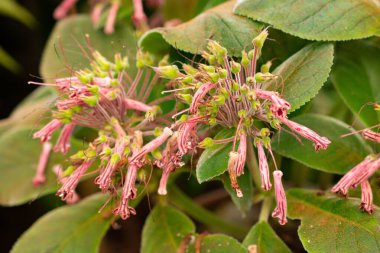 Zürih, İsviçre, 22 Mayıs 2023 Sinningia bitkisi botanik bahçesinde.