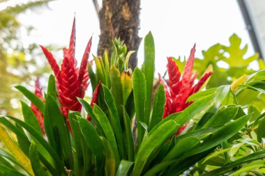Zürih, İsviçre, 22 Mayıs 2023 Tillandsia Guatemalensis bitkisi botanik bahçesinde.