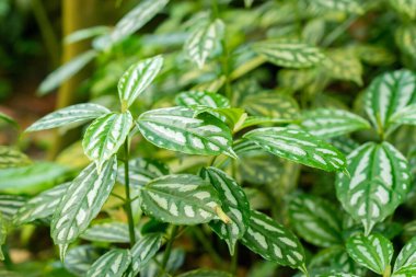 Zürih, İsviçre, 22 Mayıs 2023 Alüminyum fabrikası veya botanik bahçesindeki Pilea Cadieri