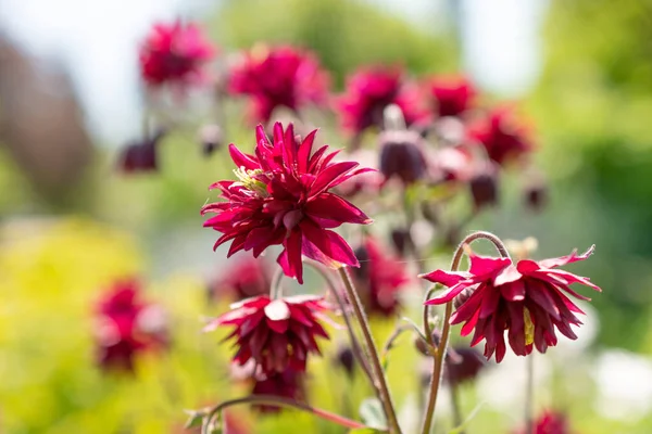 Stock image Zurich, Switzerland, May 22, 2023 Common columbine flower or Aquilegia Vulgaris at the botanical garden