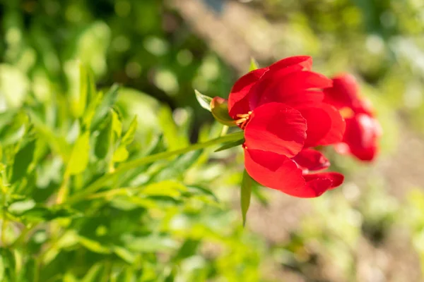 Zurych Szwajcaria Maja 2023 Paeonia Kwiat Pelegrina Ogrodzie Botanicznym — Zdjęcie stockowe